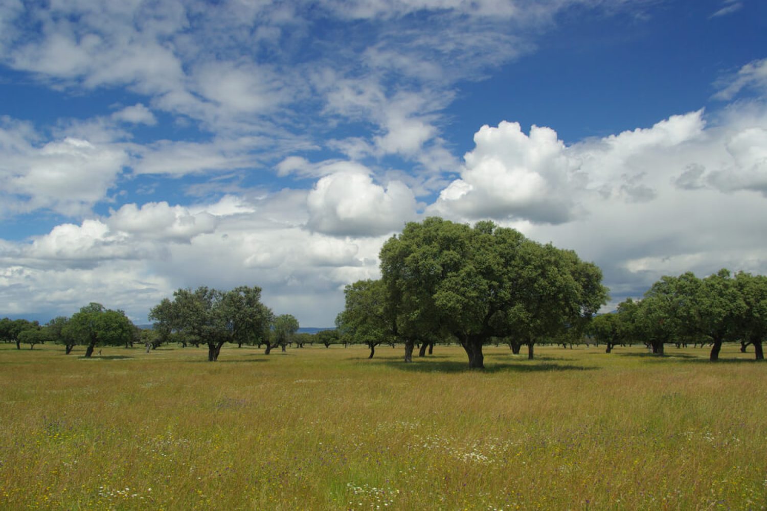dehesa-extremadura