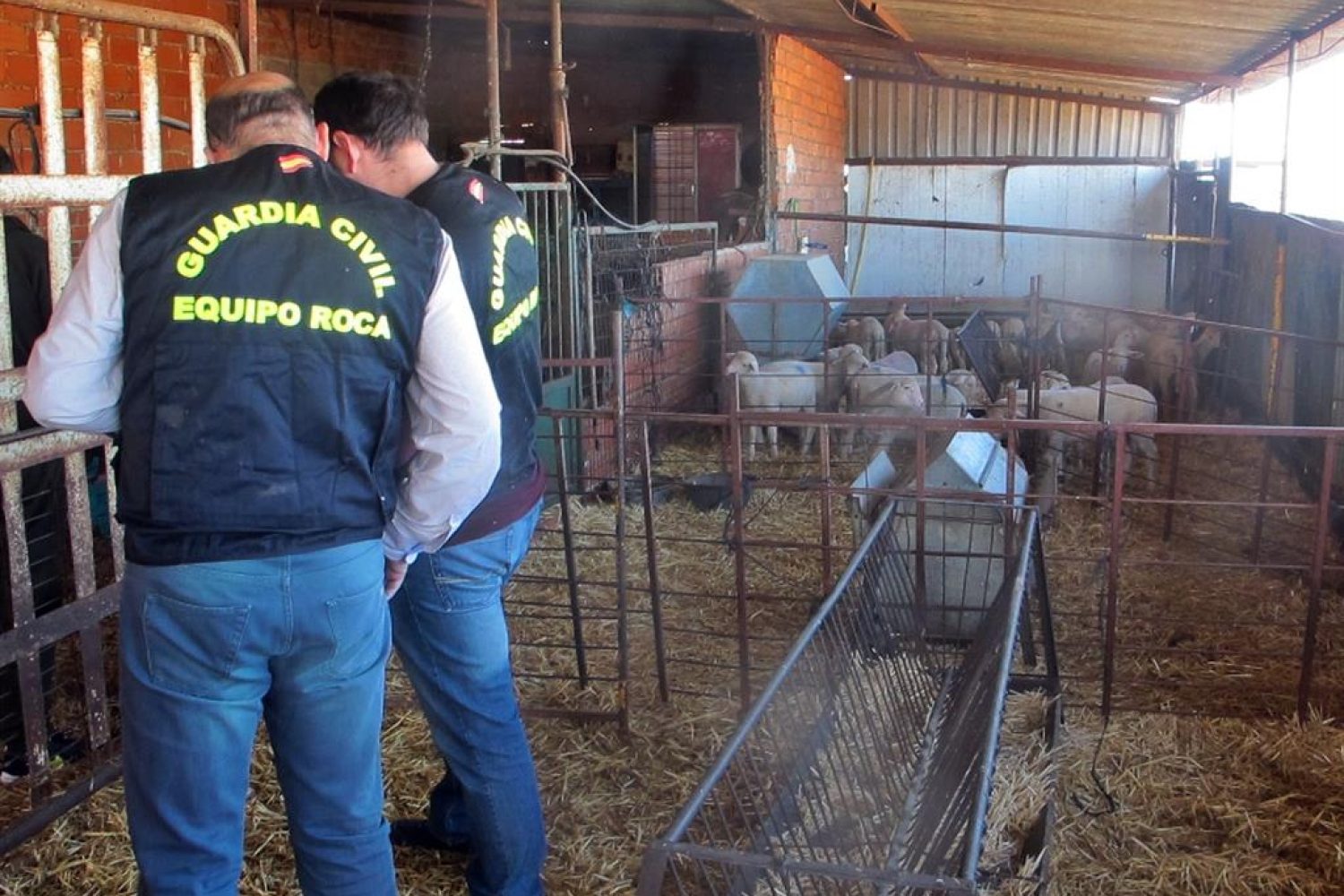 Desarticulado un grupo criminal organizado dedicado al robo de ganado ovino en explotaciones de Badajoz