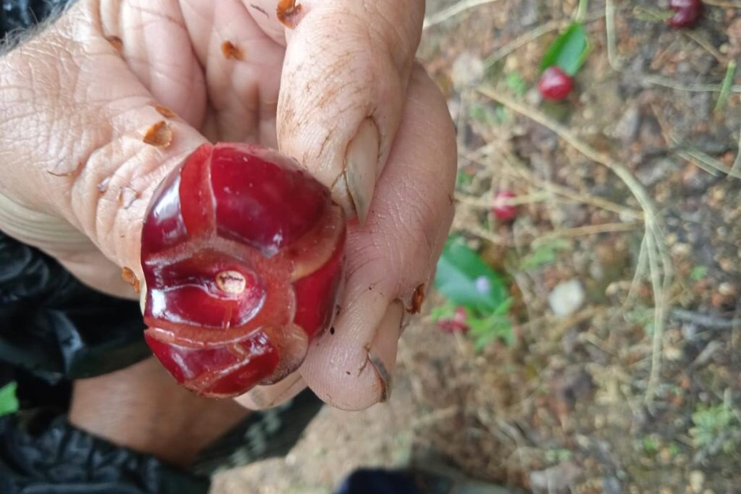 destrozo-cerezas