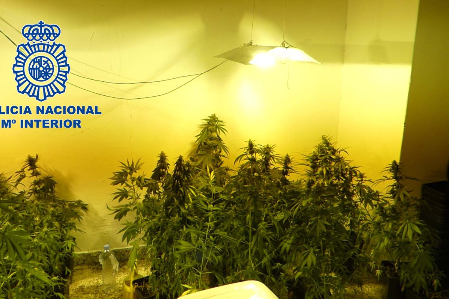 don benito marihuana