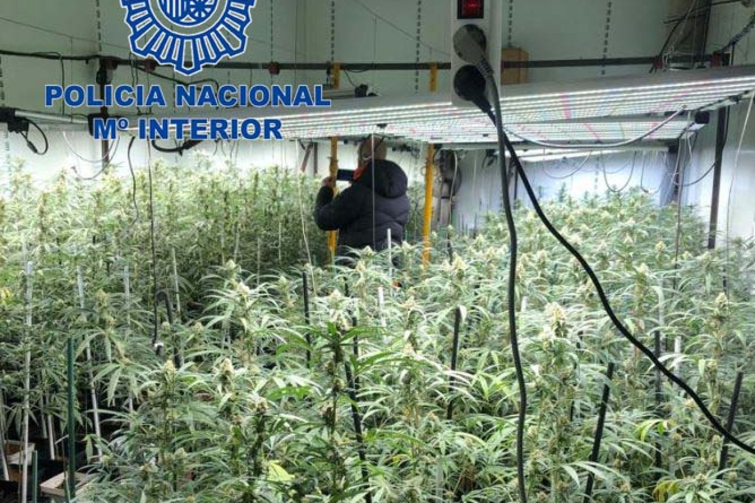 droga plasencia