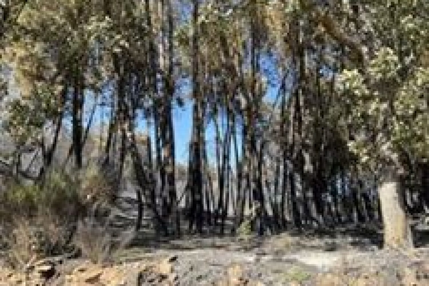 El Infoex da por controlado el incendio de Santibáñez el Alto y desactiva el nivel 1 de peligrosidad