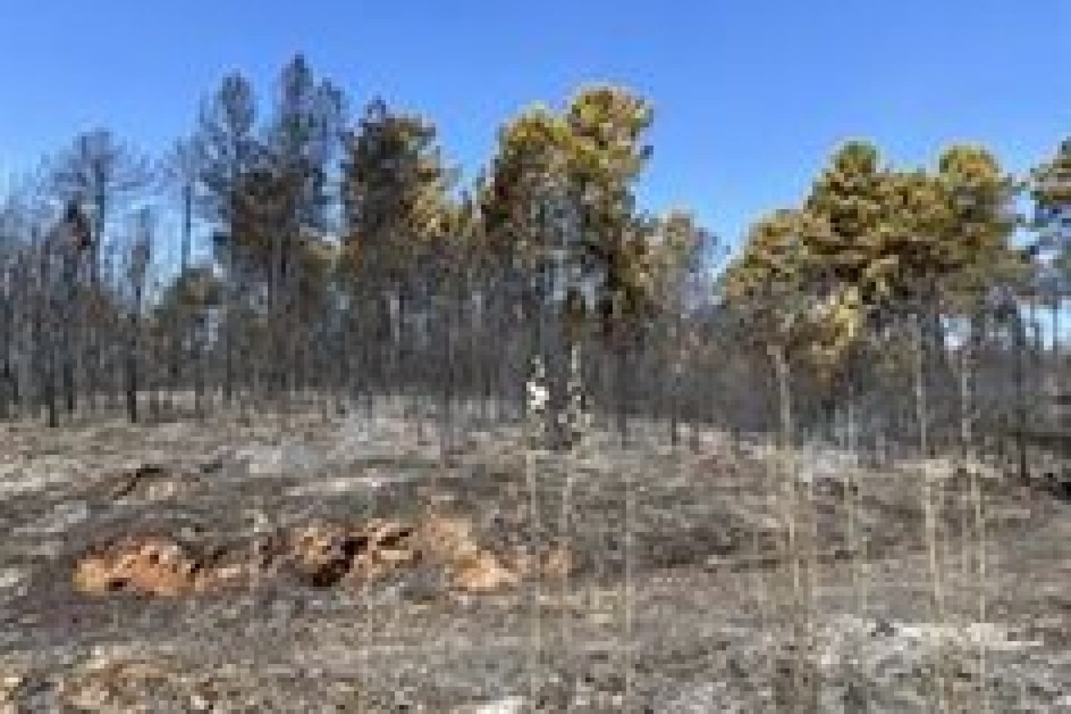 El Infoex declara estabilizado el incendio de Santibáñez el Alto