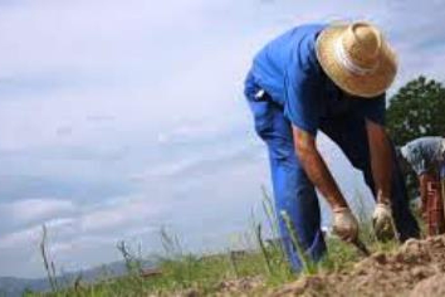empleo campo