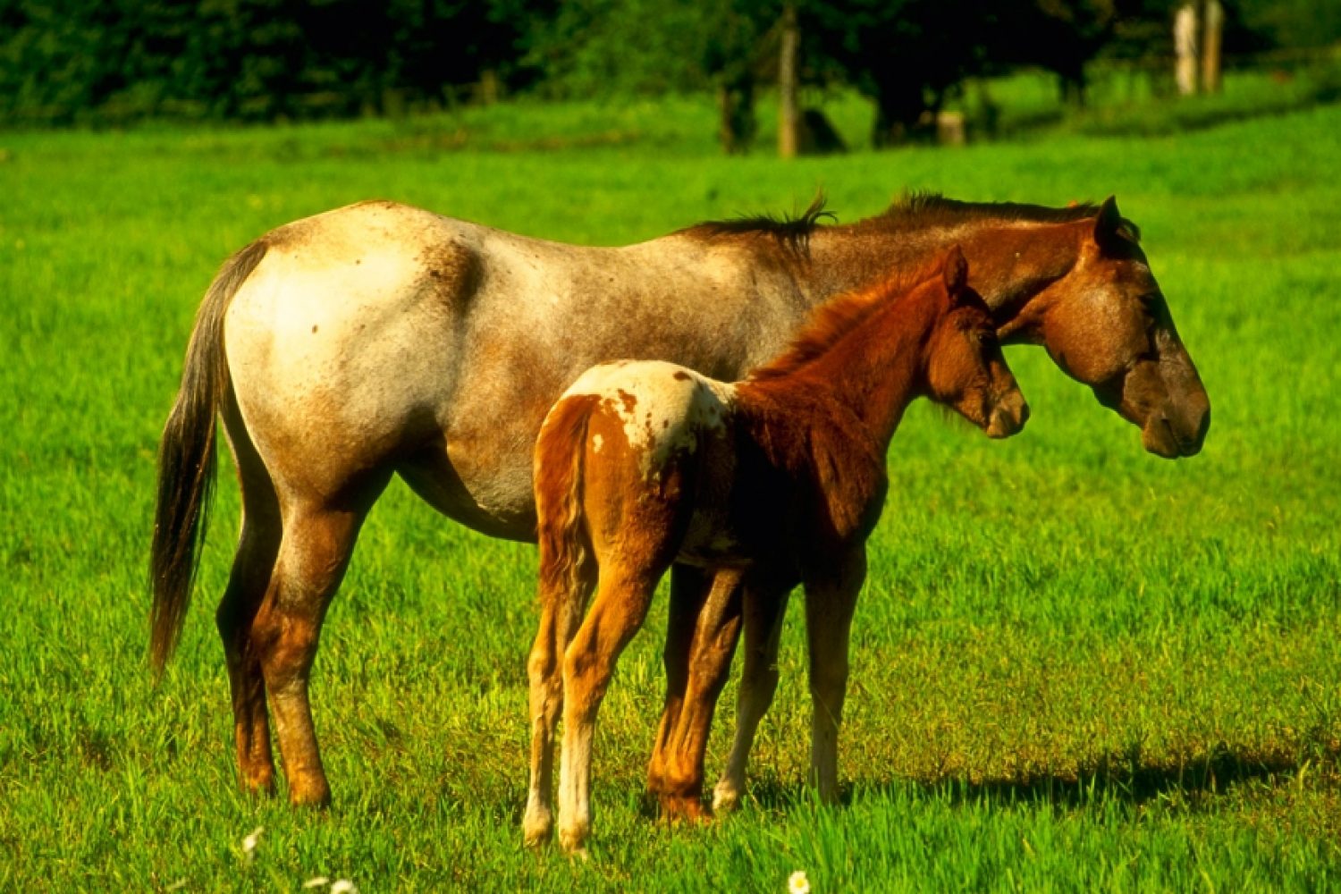 equino