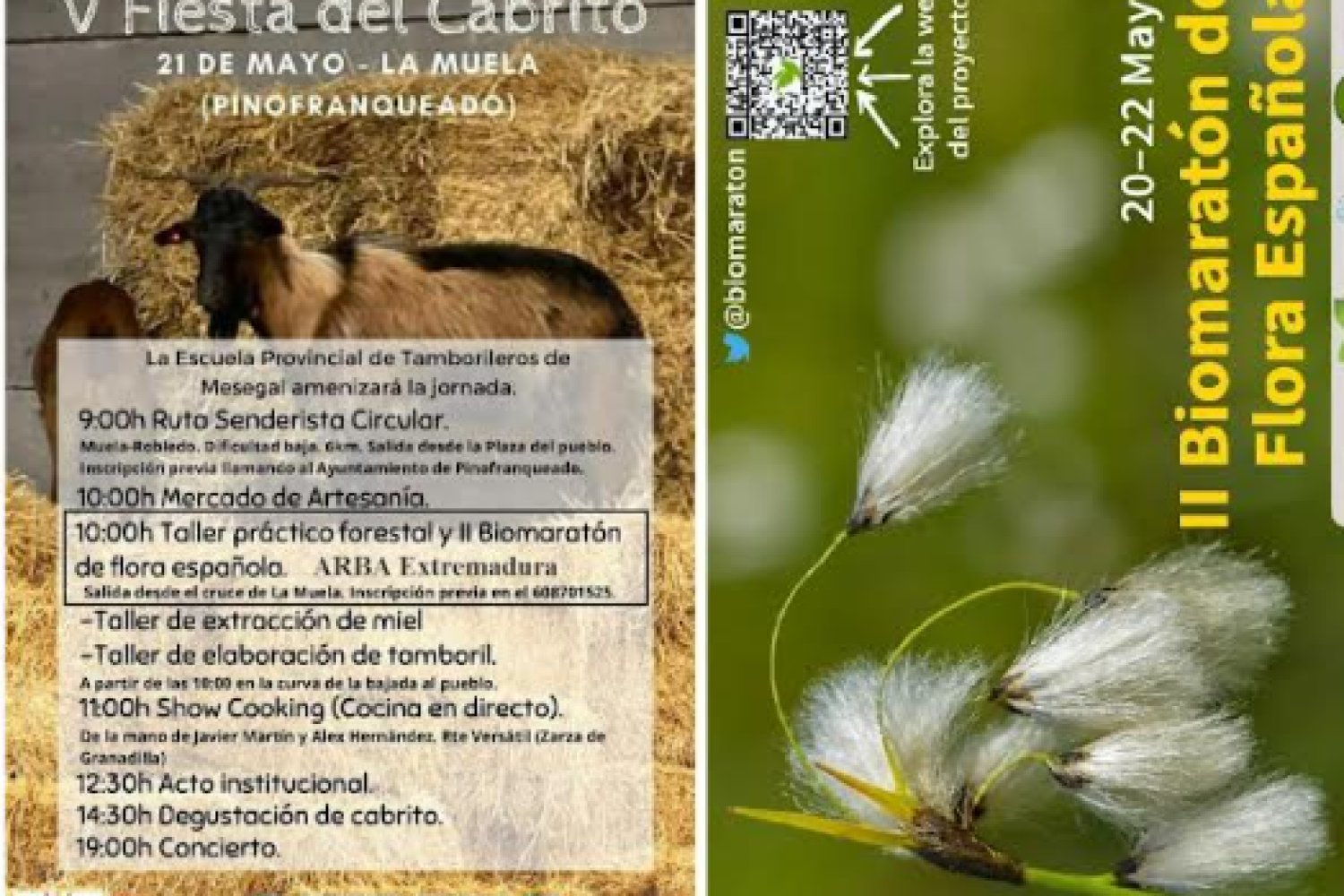 fiesta cabrito