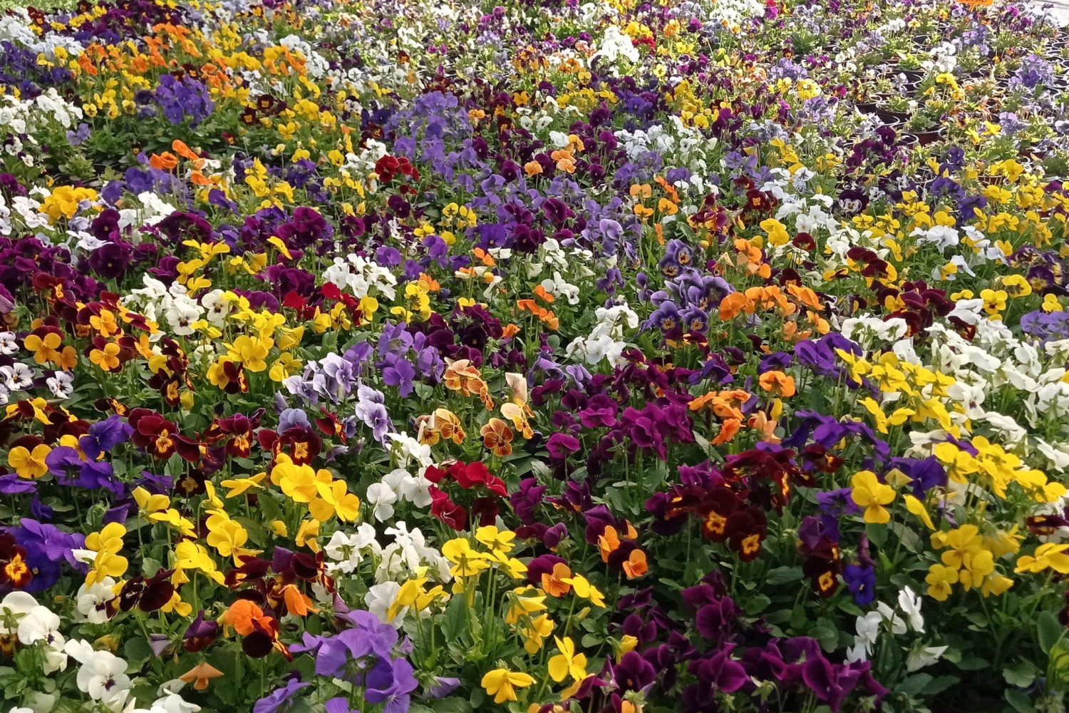 flores