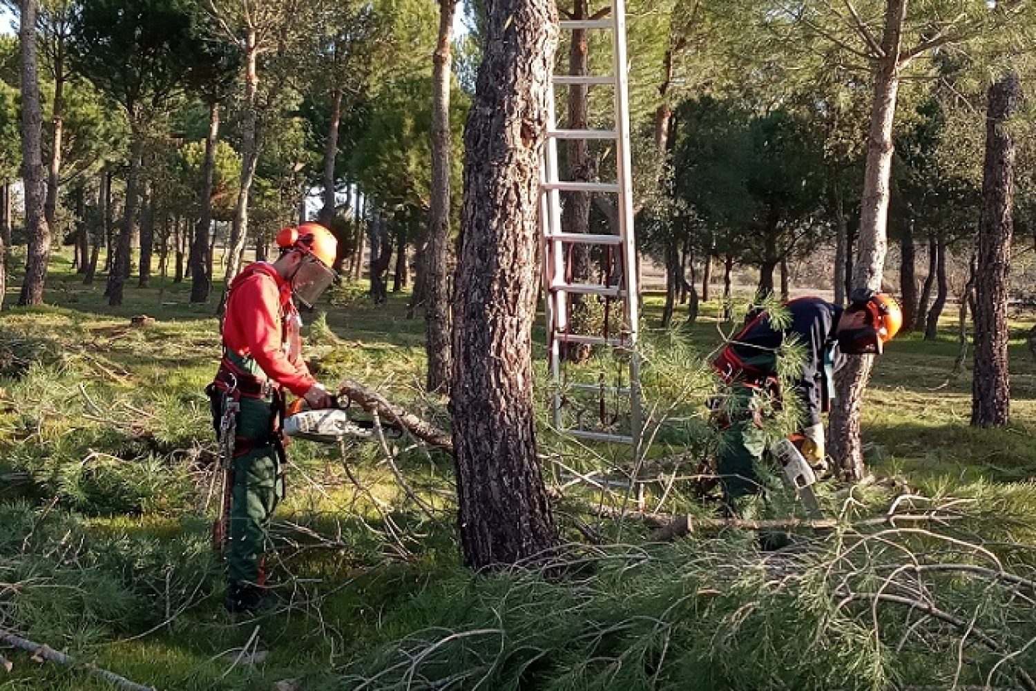 forestal