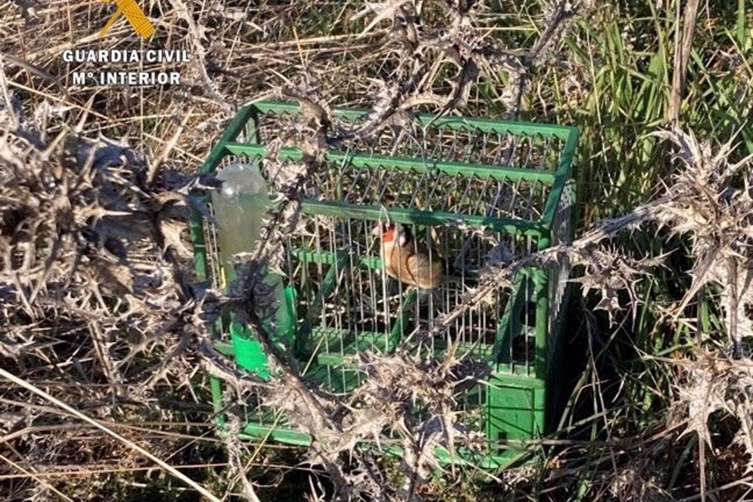 18-01-2022 Imagen del jilguero utilizado como reclamo
SOCIEDAD ESPAÑA EUROPA EXTREMADURA
GUARDIA CIVIL