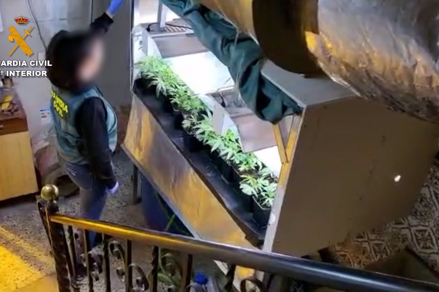 10/11/2022 Cultivo de marihuana desmantelado en Moraleja.

Agentes de la Guardia Civil han desmantelado un centro de producción, cultivo y distribución de cannabis en la localidad cacereña de Moraleja, en el que se han incautado 146 plantas y se ha detenido a sus dos responsables, dos hombres que están acusados de los de los delitos contra la salud pública, por cultivo y tráfico de drogas y defraudación de fluido eléctrico.

SOCIEDAD ESPAÑA EUROPA EXTREMADURA
GUARDIA CIVIL