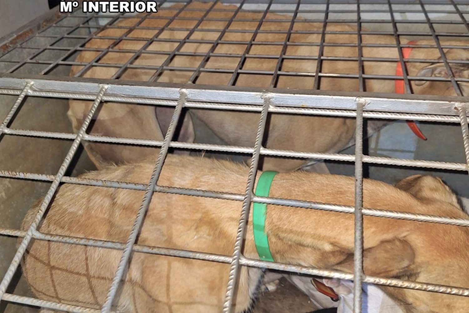 Sucesos.- Investigadas cuatro personas por caza furtiva con galgos en Llerena