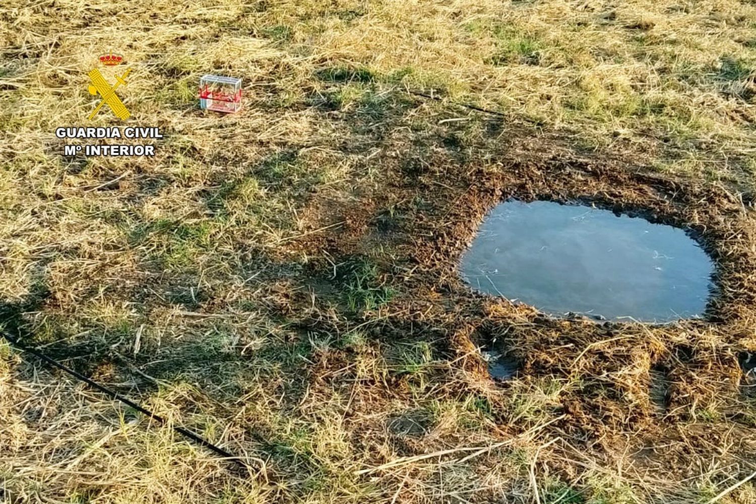 Sucesos.- La Guardia Civil sorprende a un vecino de Badajoz cuando cazaba ilegalmente usando jilgueros para atraer aves