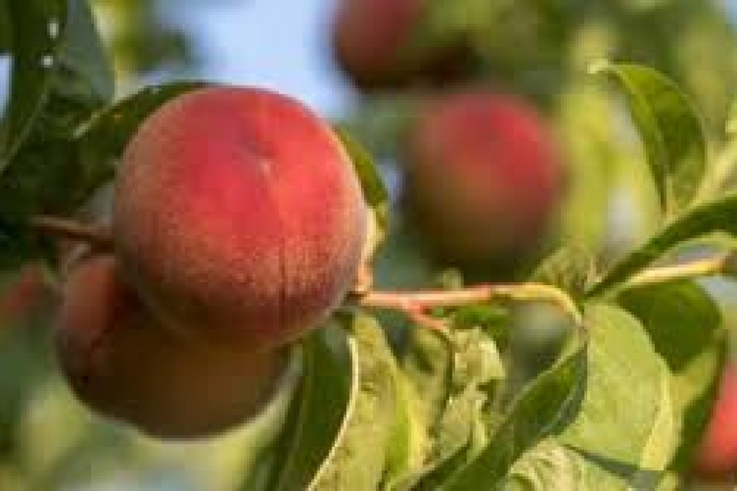 fruta