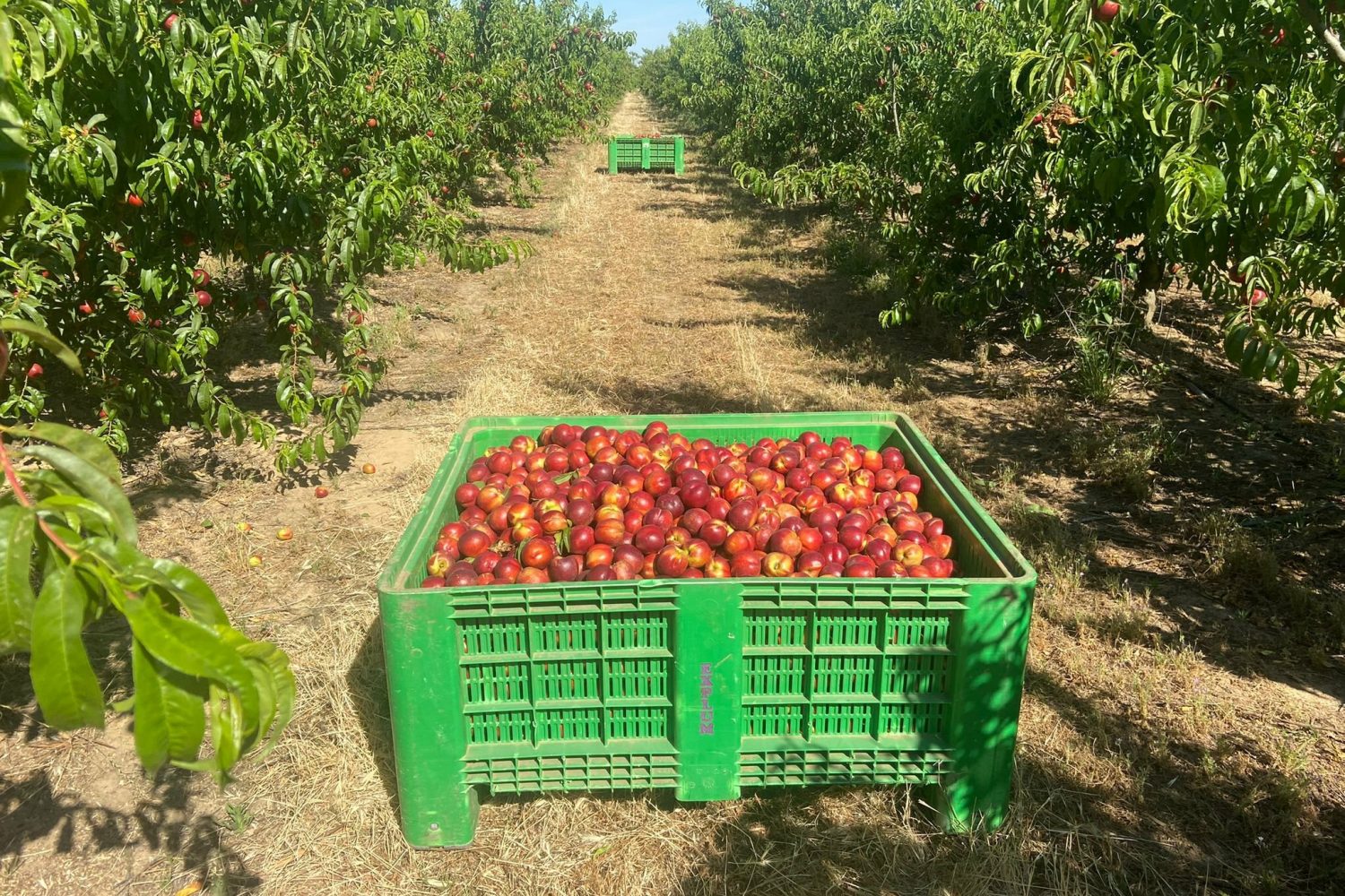 fruta