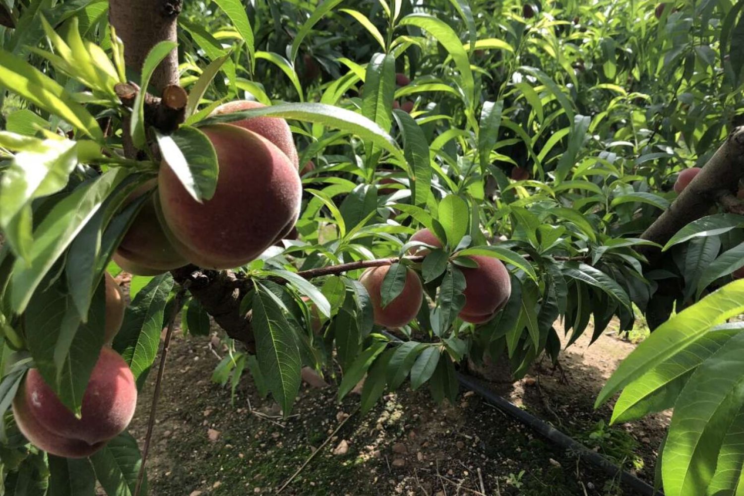fruta