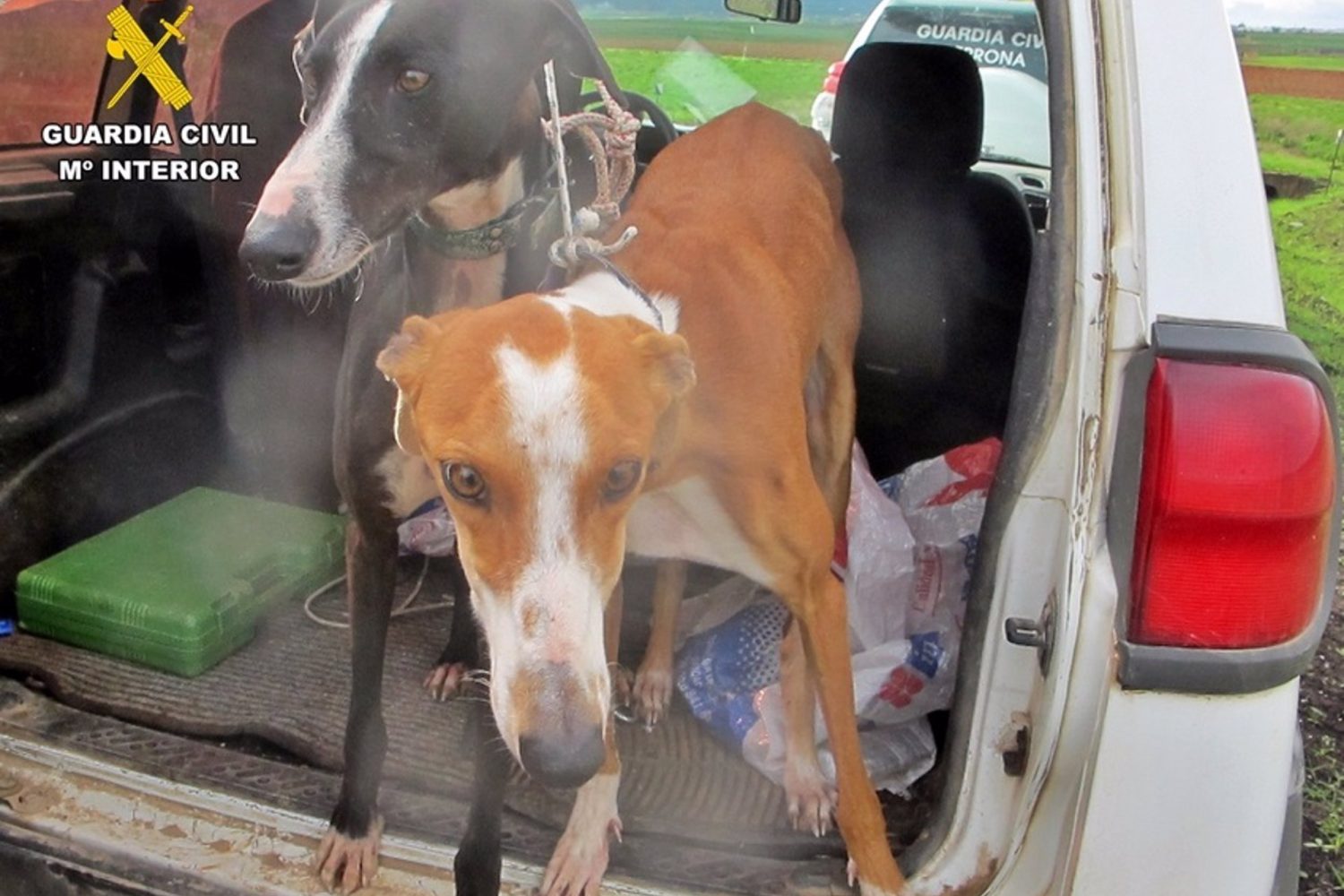 Sucesos.- La Guardia Civil actúa contra diez personas por caza furtiva con galgos en la provincia de Badajoz
