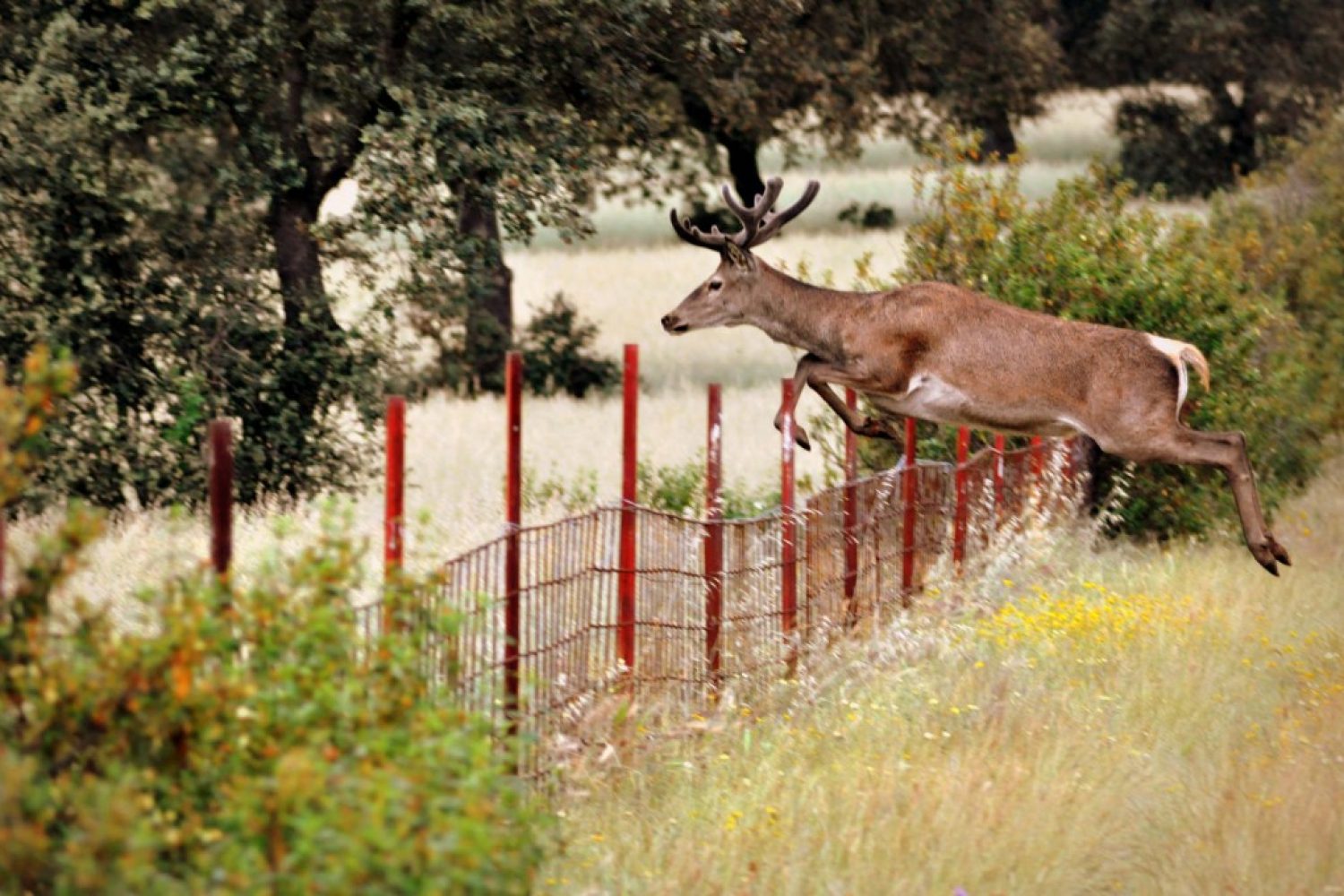 gamo