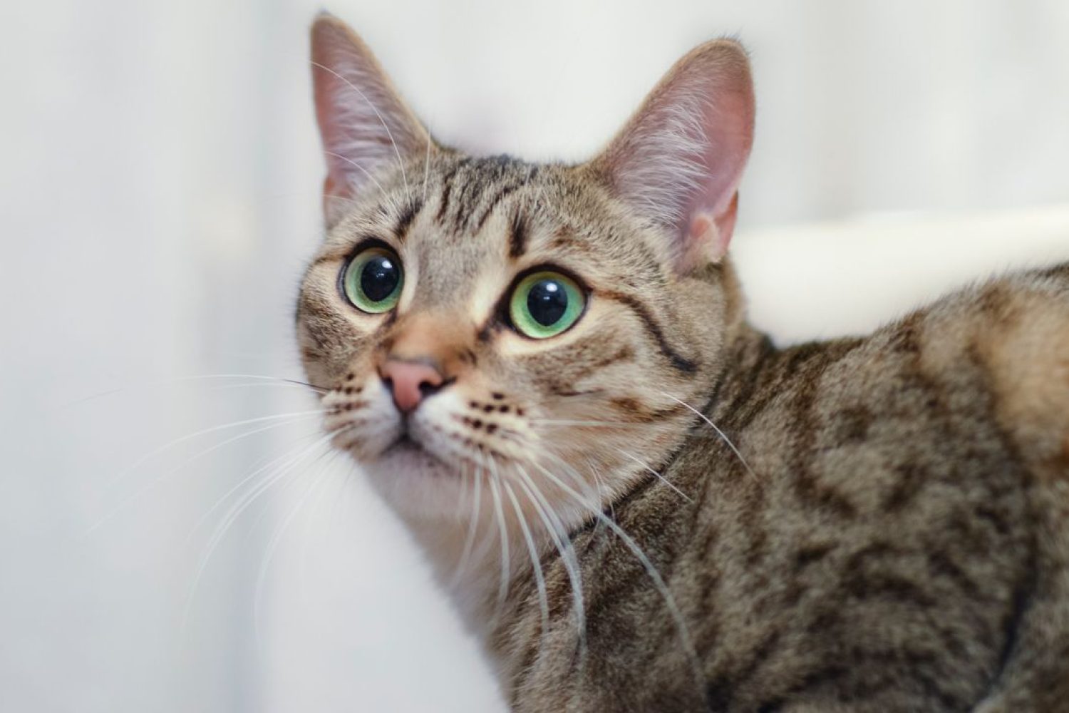 gato