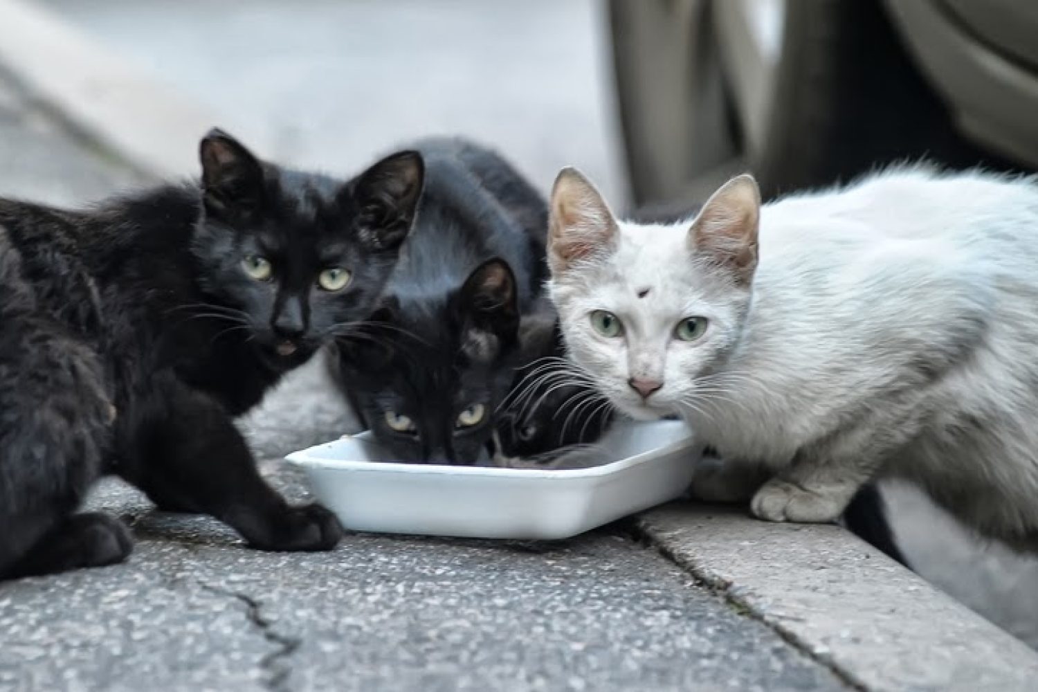 gatos