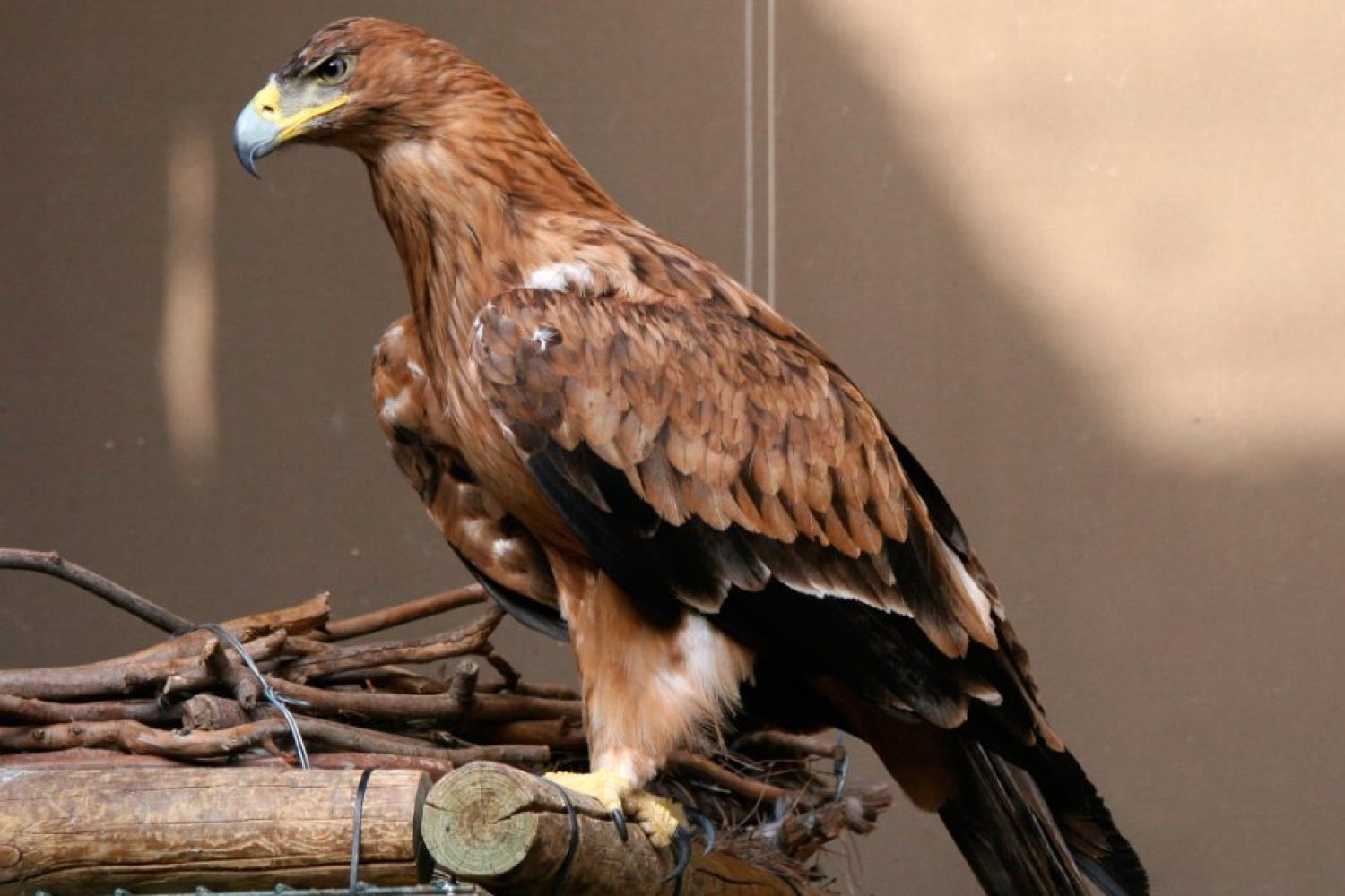habitat-del-aguila-imperial-iberica
