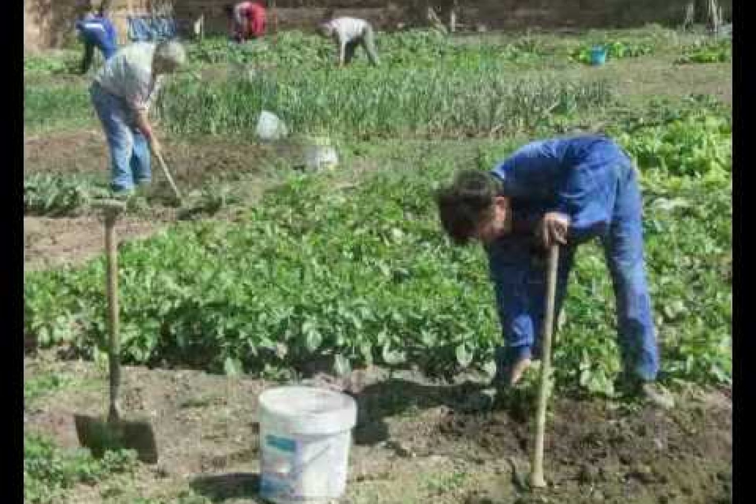 huerto de ocio