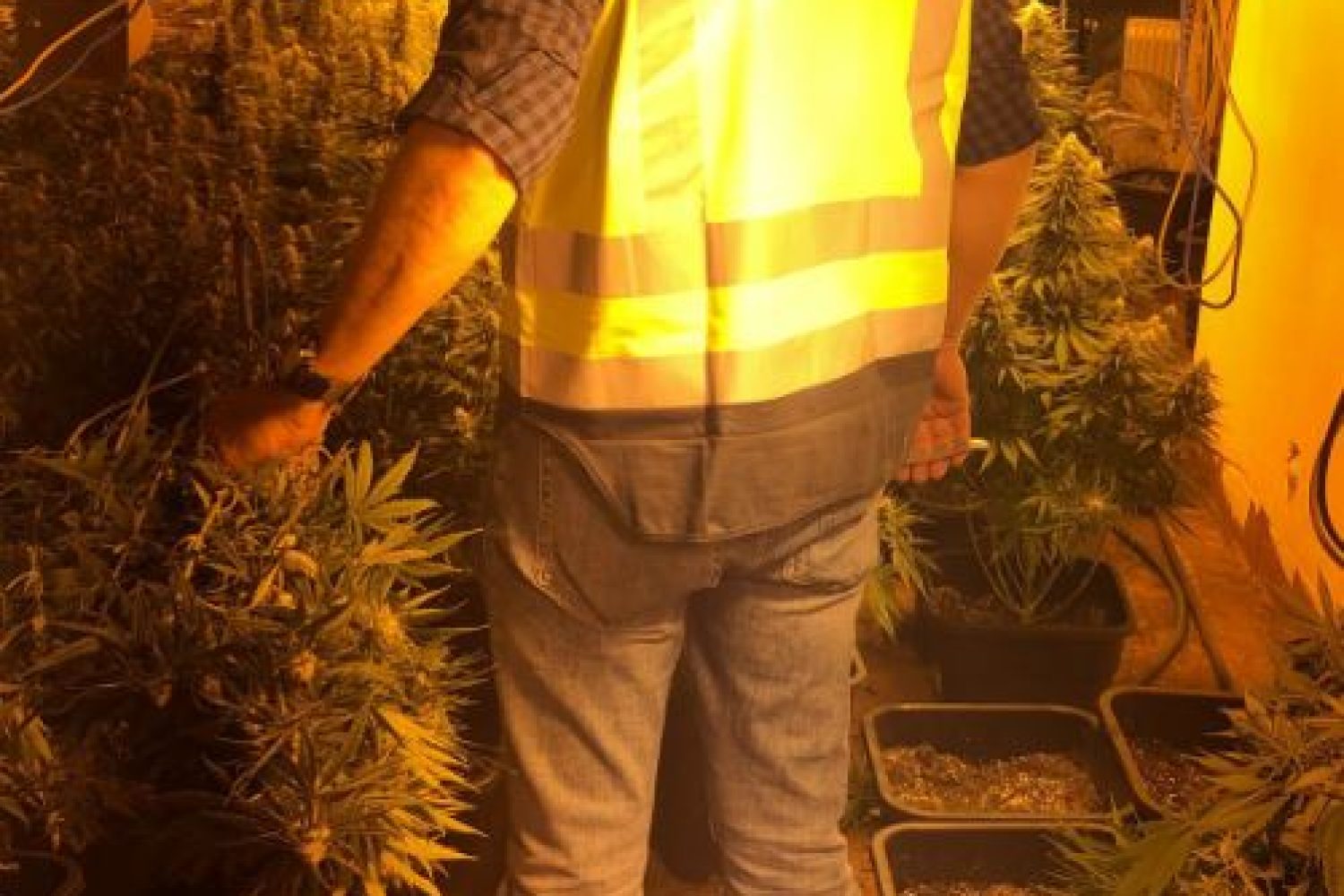 imagen marihuana