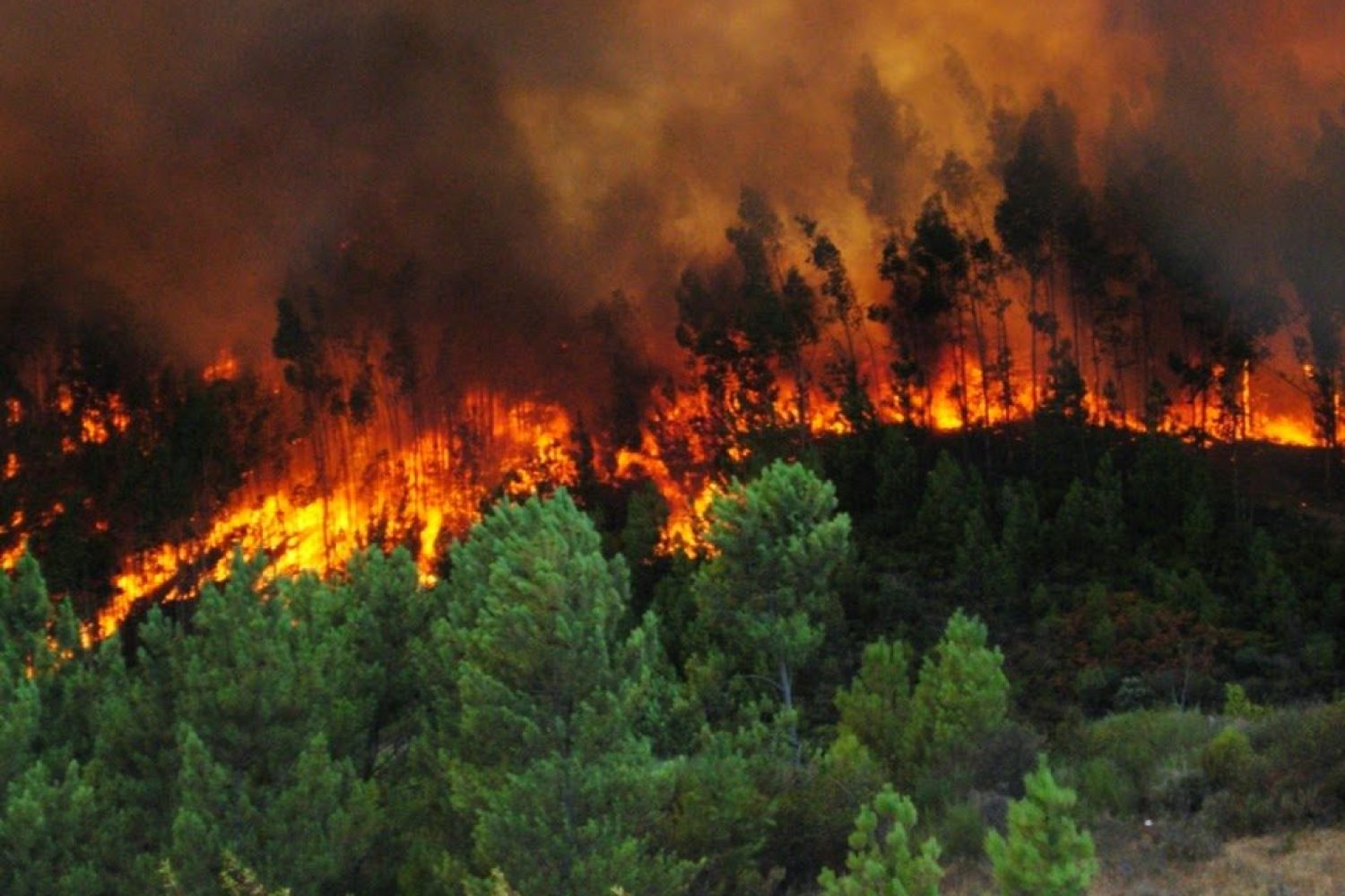 incendio-forestal-1024x768