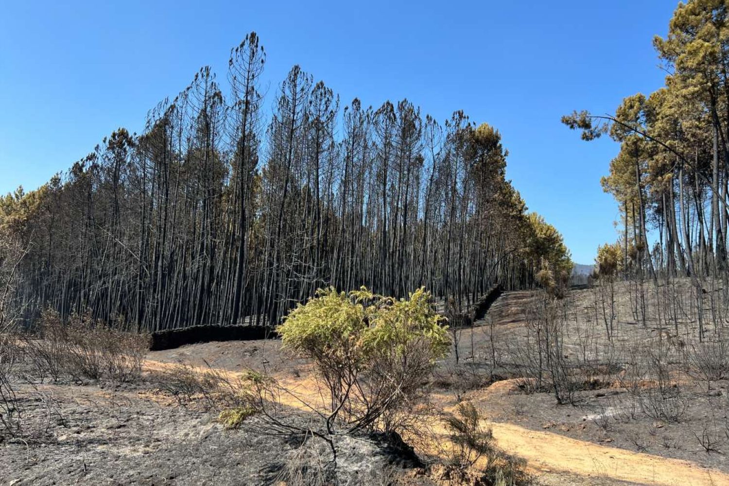 incendio