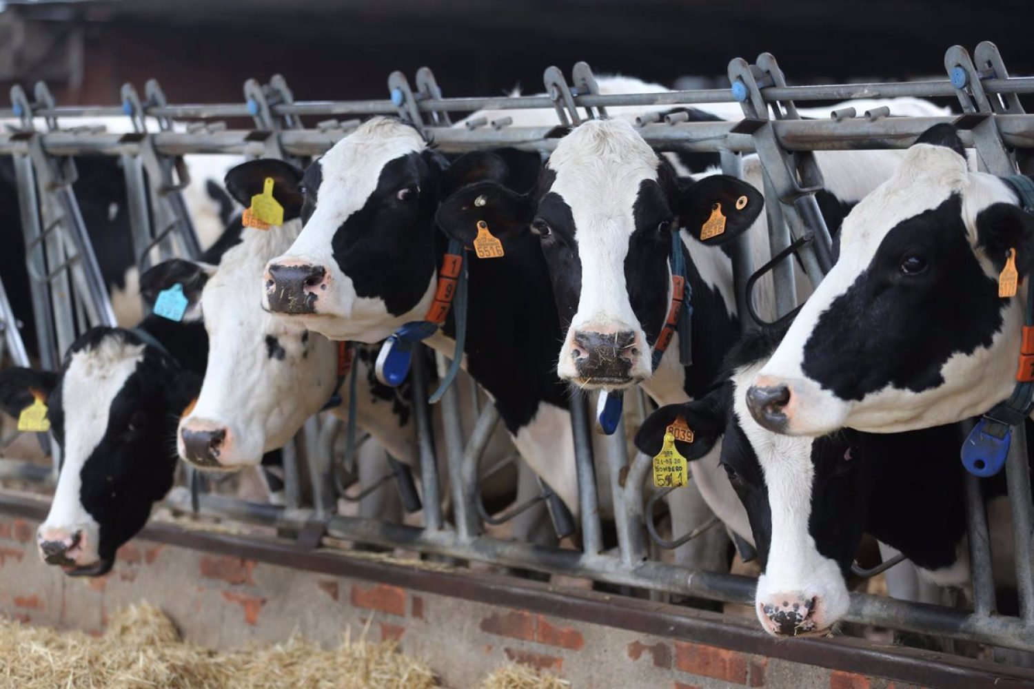 Industrias de la alimentaciÃ³n animal y ganaderÃ­a alertan del colapso inmediato en la alimentaciÃ³n de granjas