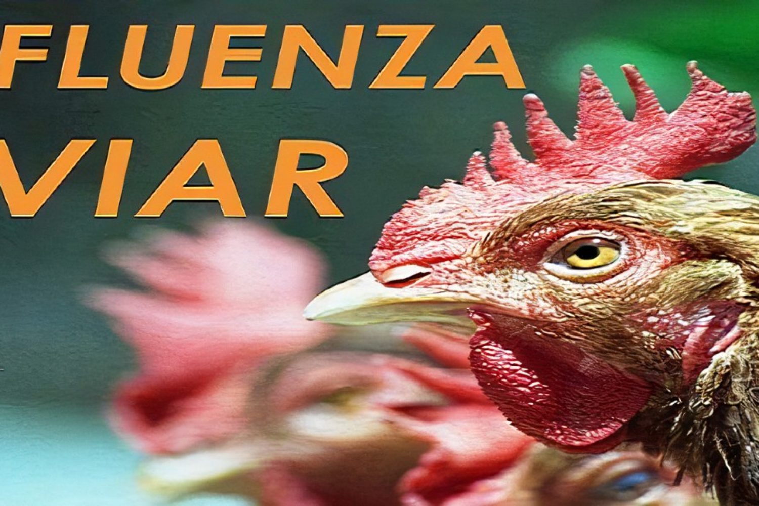 influenza aviar