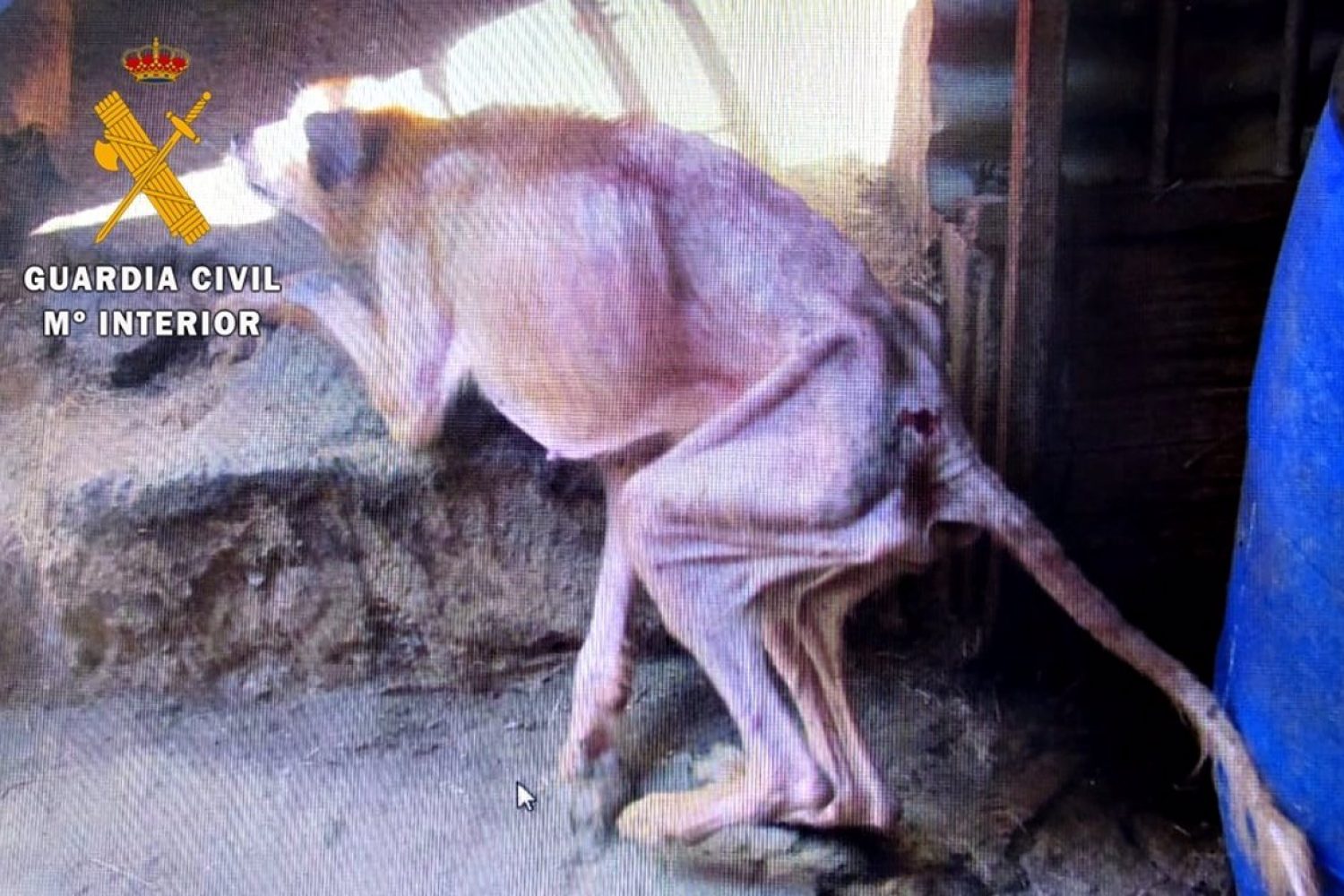 Investigado un vecino de Zalamea de la Serena por tener cinco perros en condiciones precarias y desnutridos