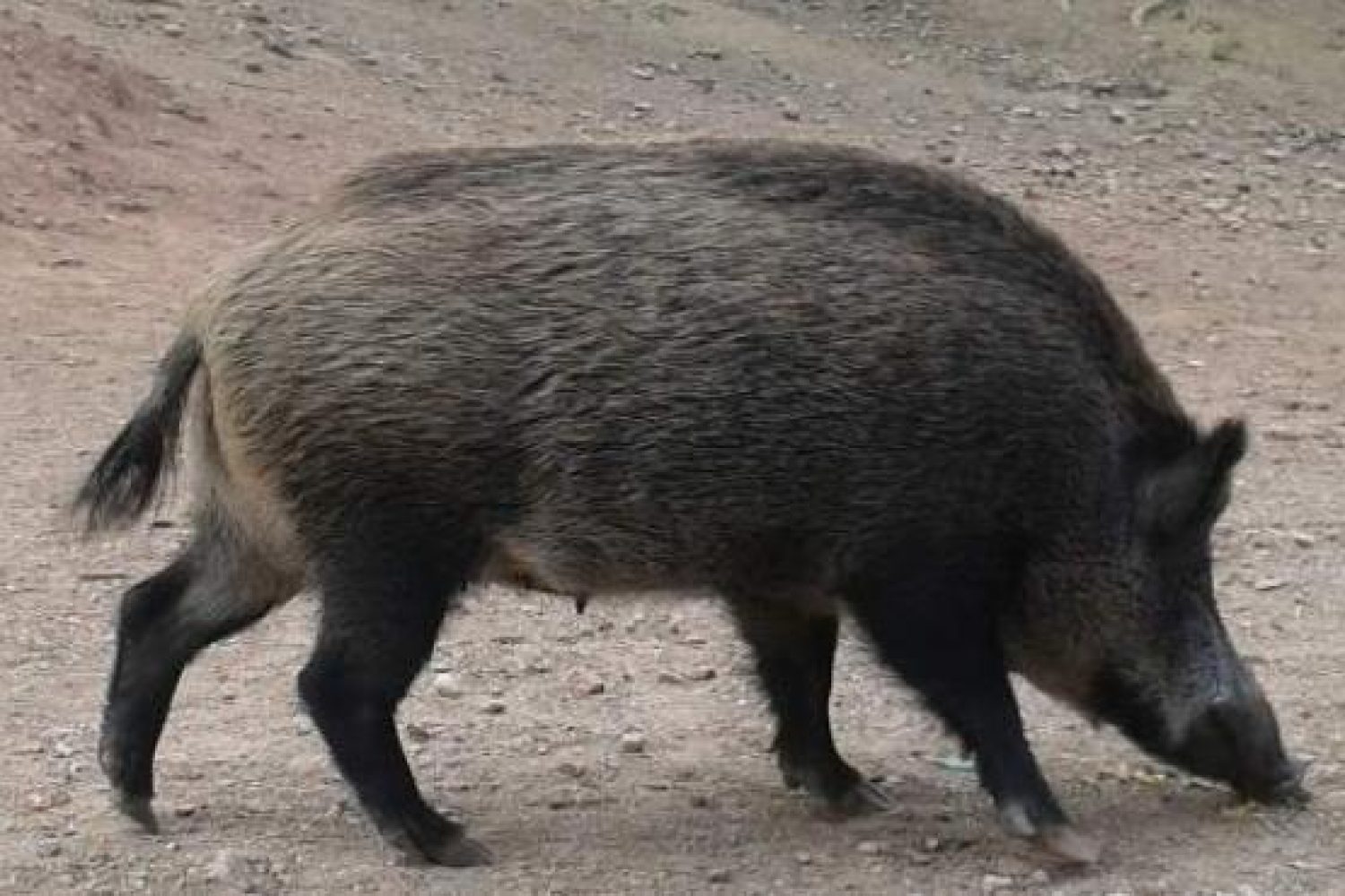jabali