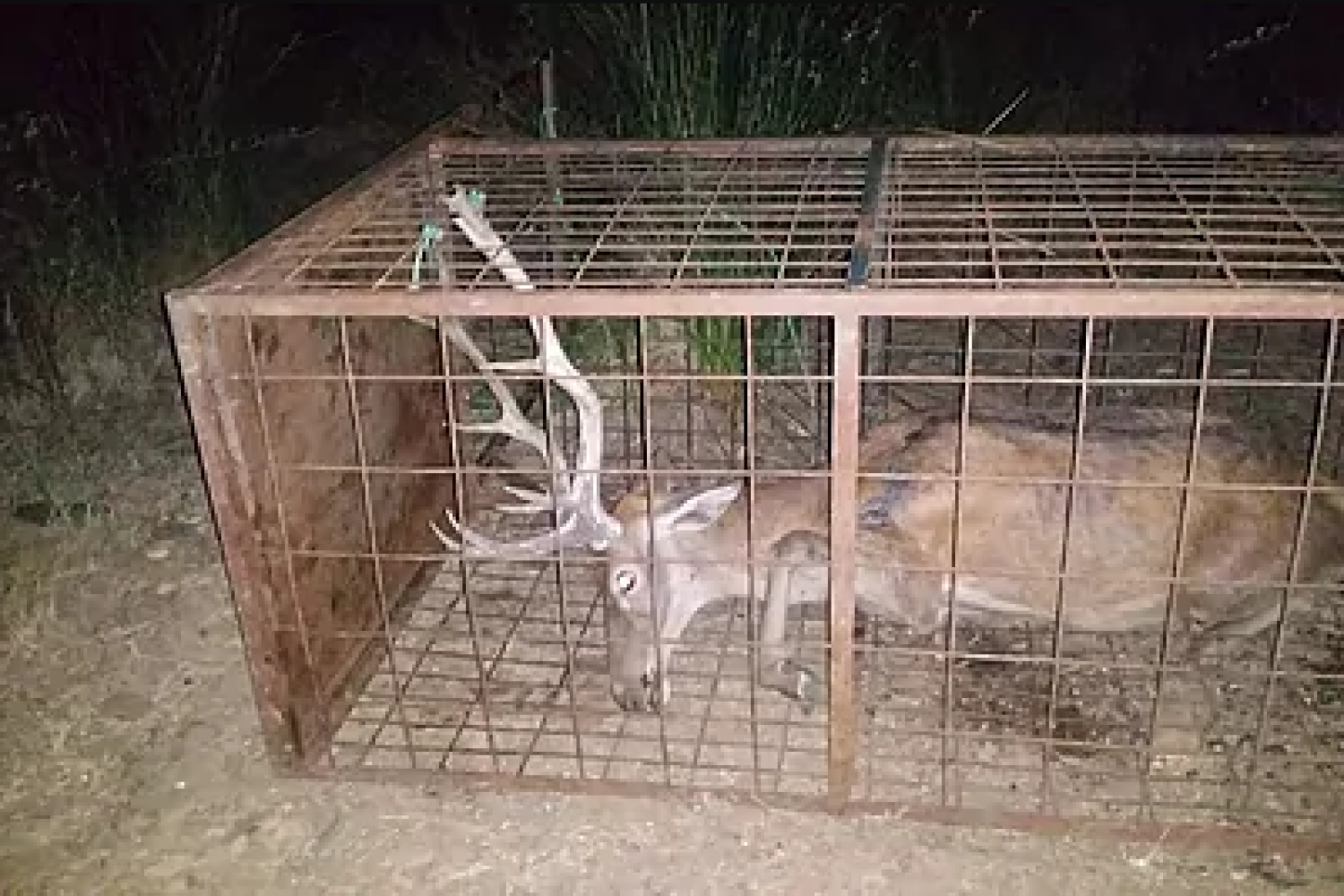 Imagen de un ciervo en una jaula-trampa