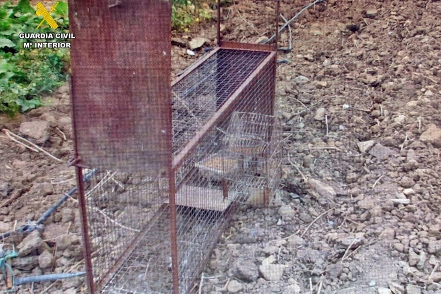 Sucesos.- Investigado por colocar una jaula trampa para capturar animales silvestres en una finca de Castuera