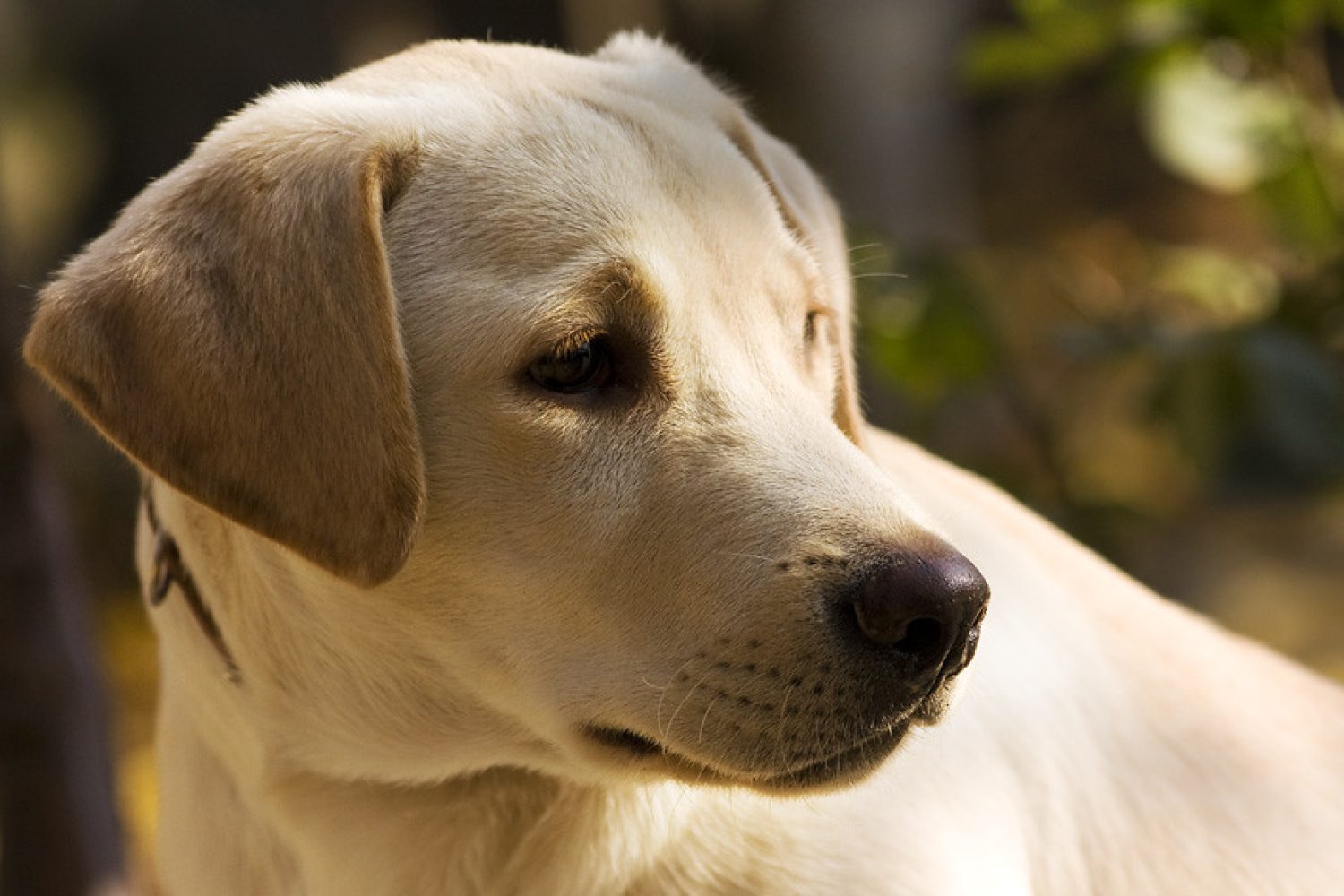 labrador