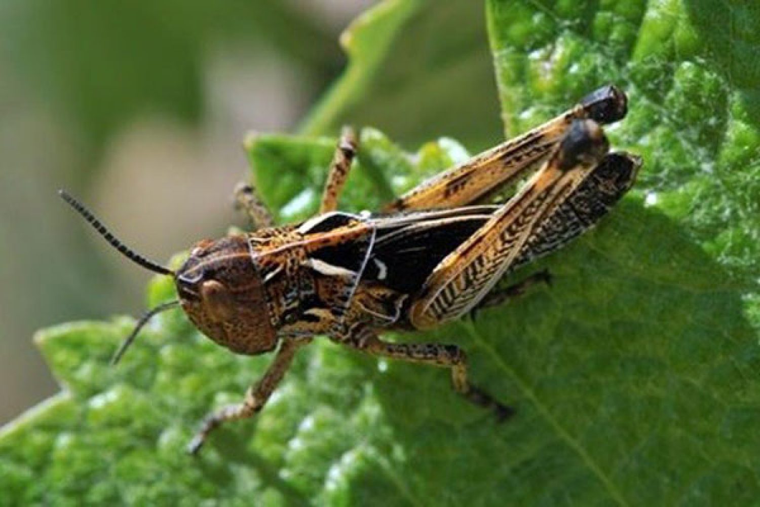 langosta