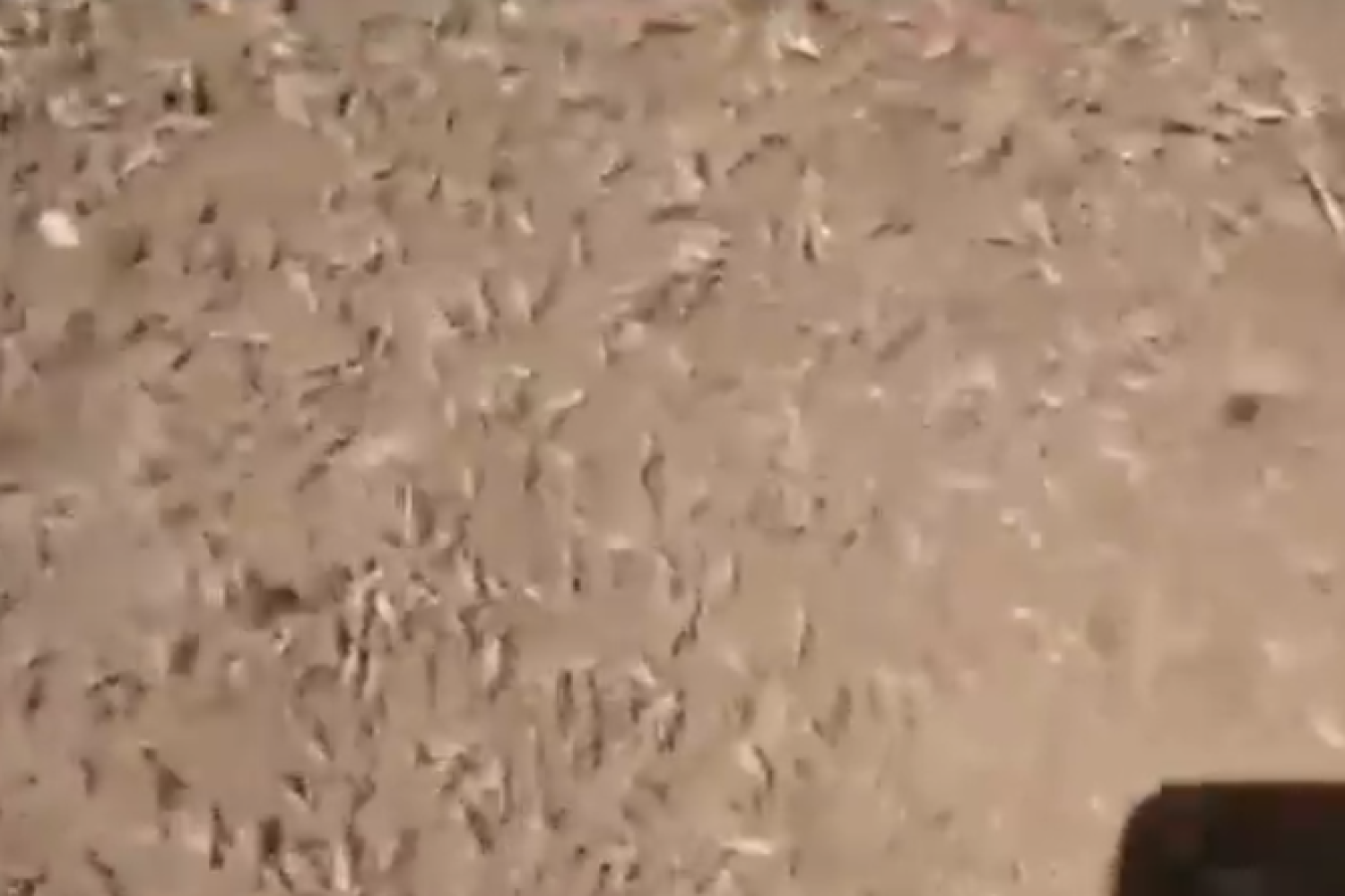 langostas
