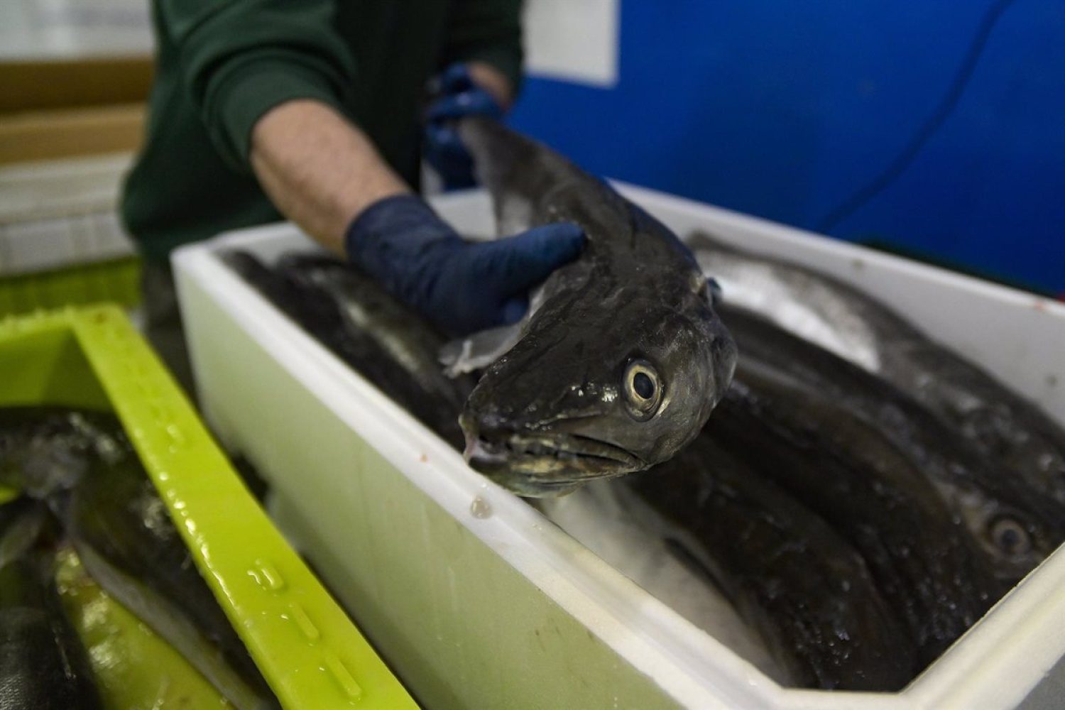 Las lonjas recobran poco a poco la normalidad con descargas de 40 toneladas en A CoruÃ±a y 80 en Celeiro