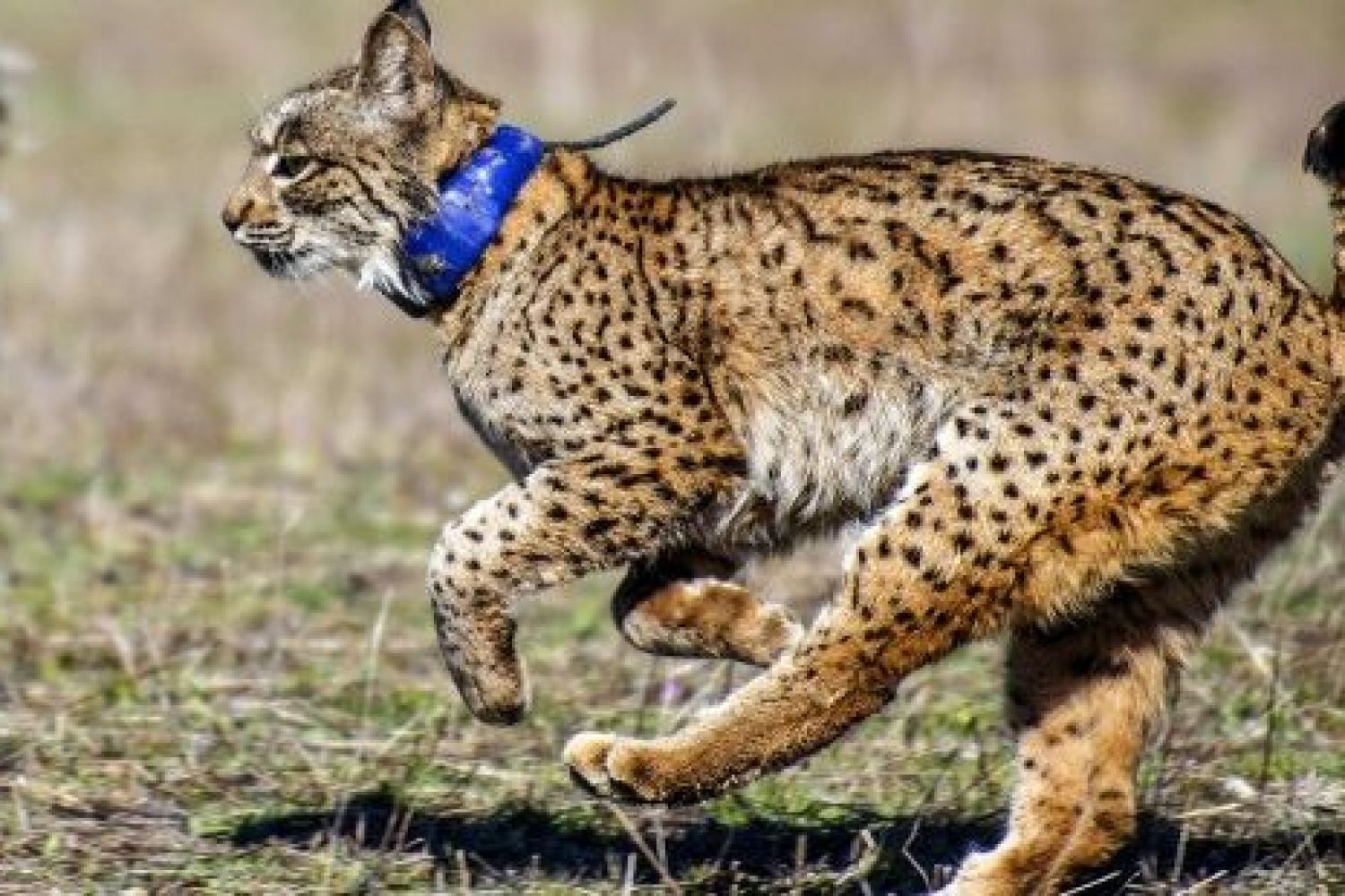 lince 2