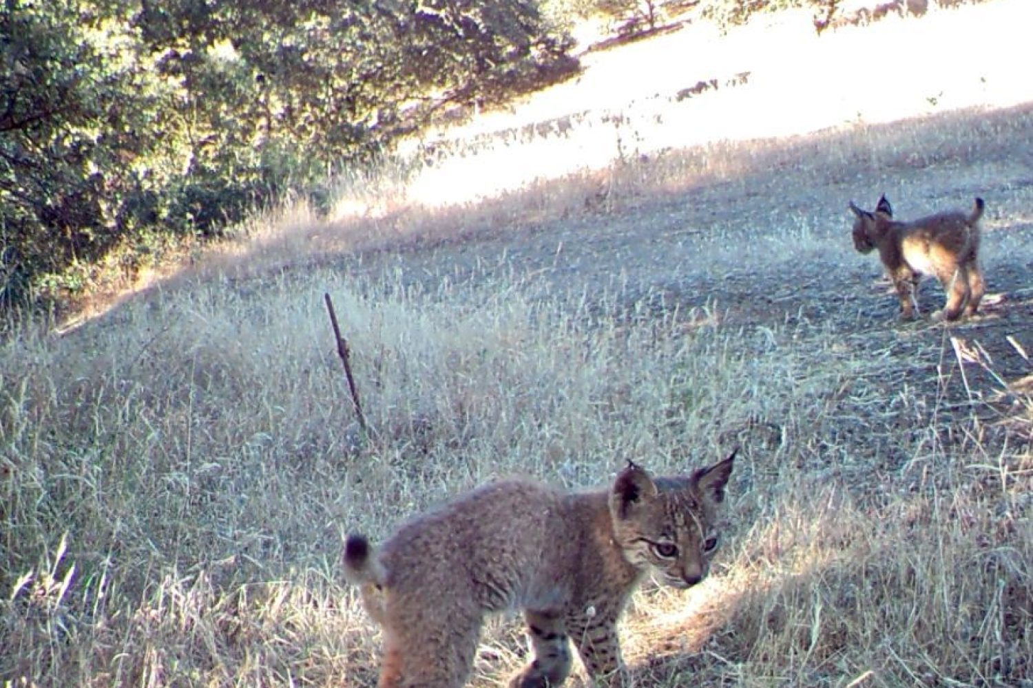 lince iberico cachorro