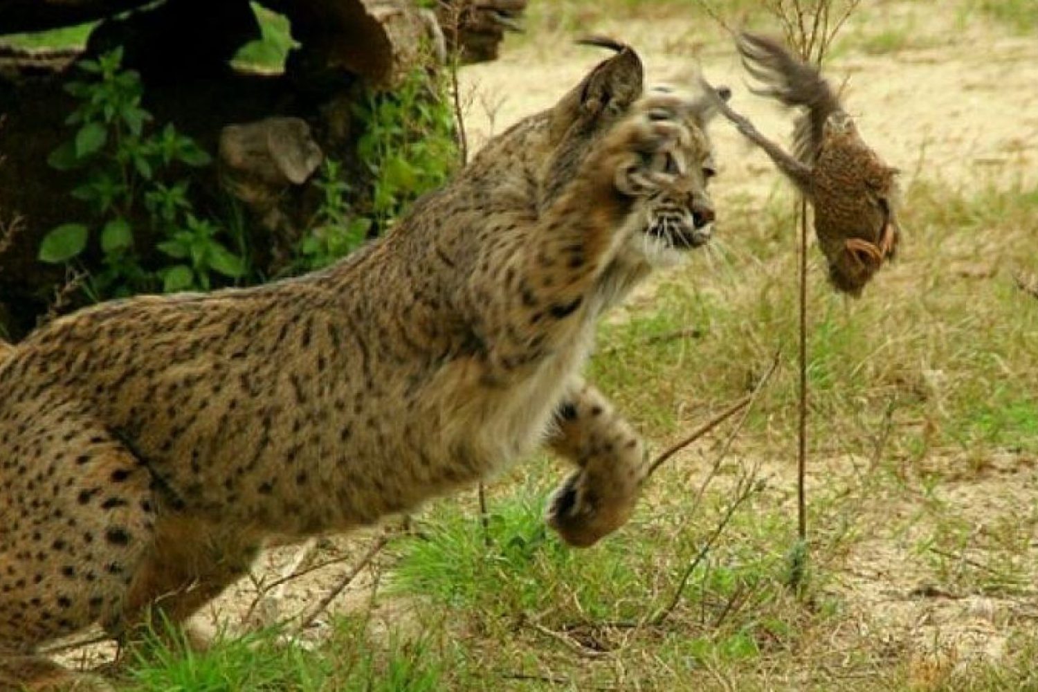 lince-ibérico-cazando-1440x808