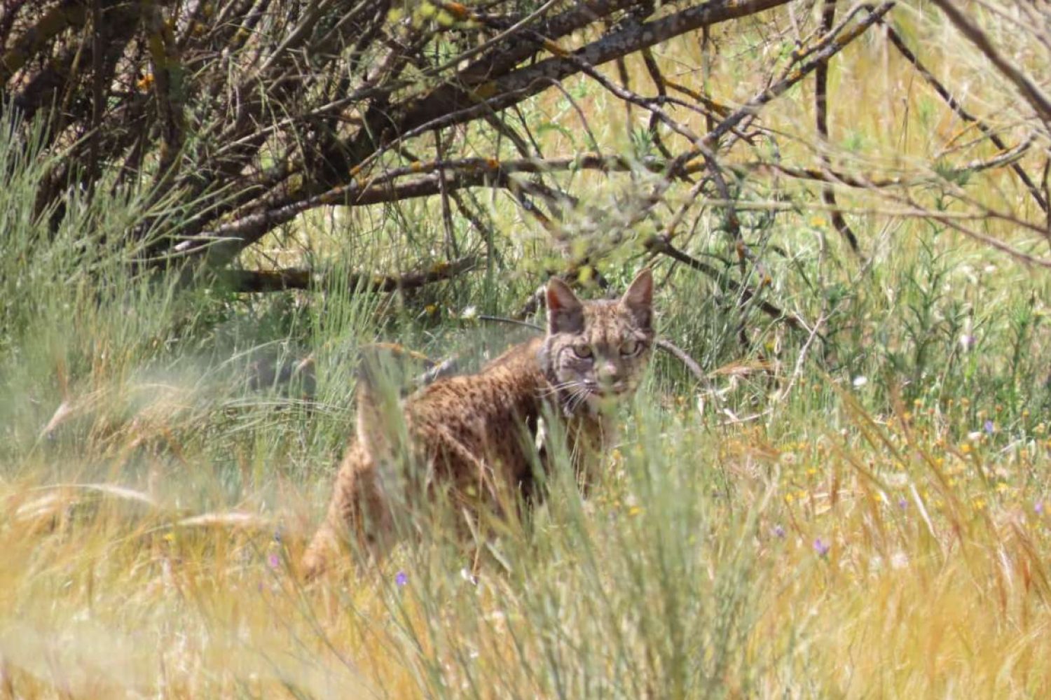 lince liberado