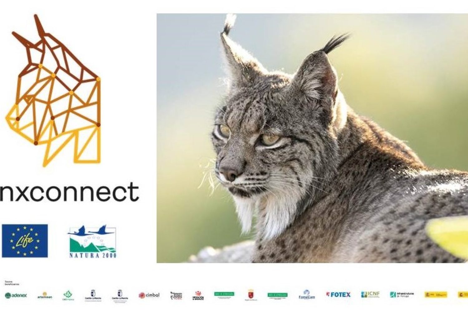lince
