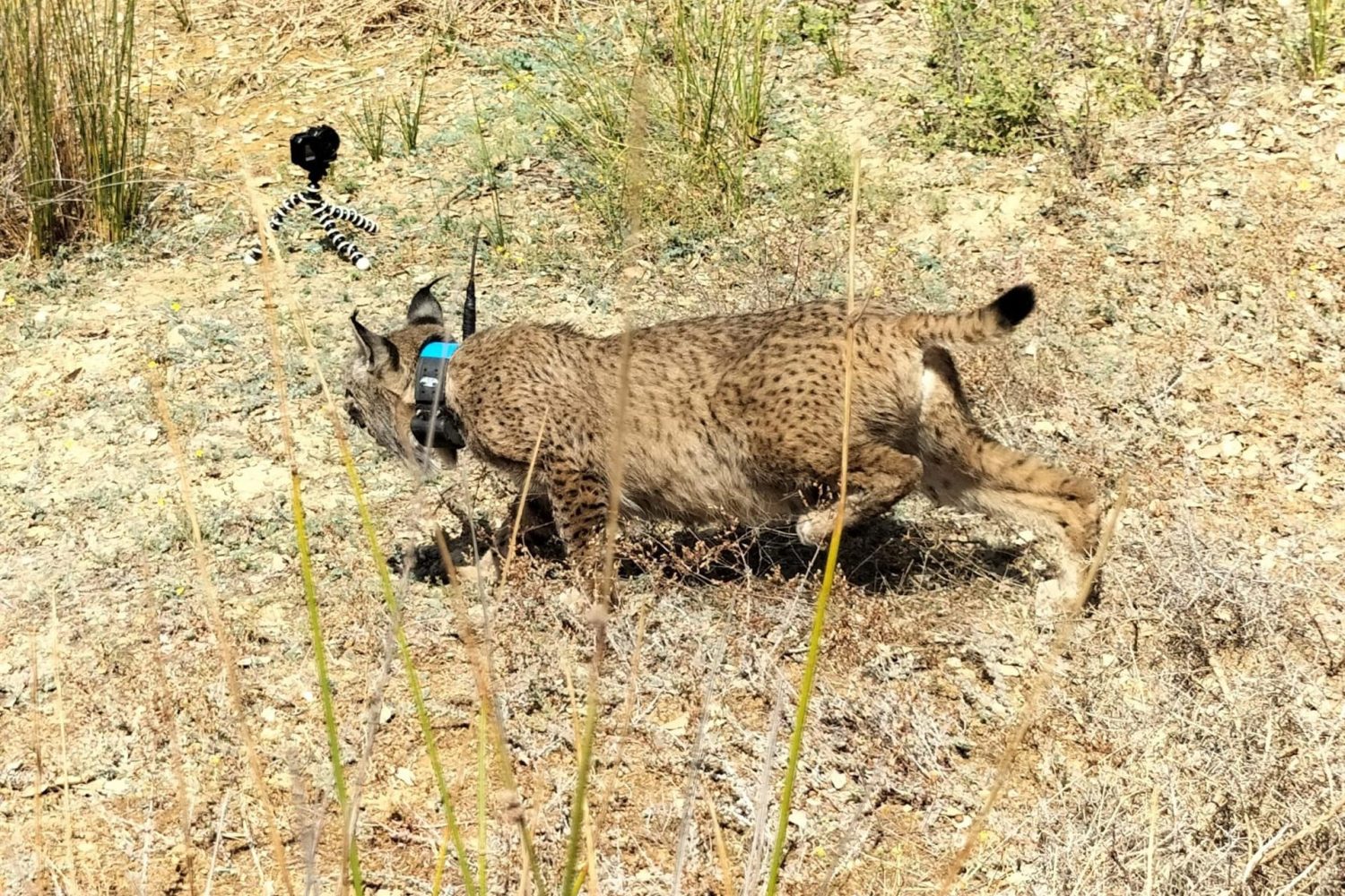 lince