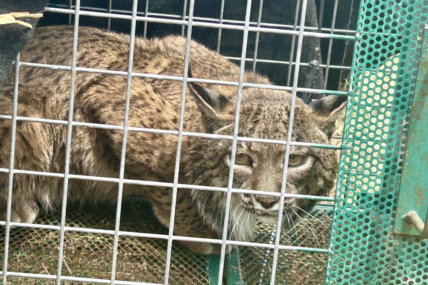 lince