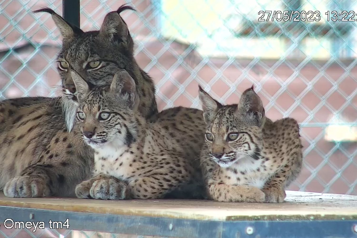 linces