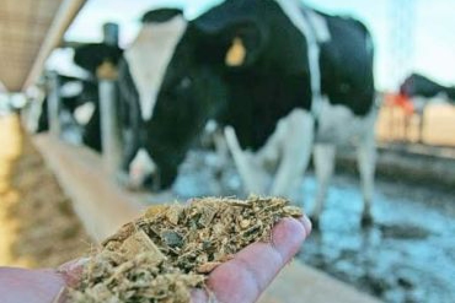 Los rumiantes pueden adquirir la listeriosis a través de los alimentos, como el silo. Foto: portalechero.com