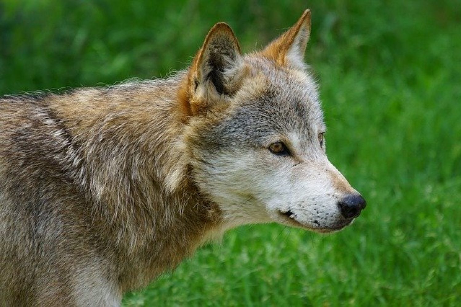 lobo