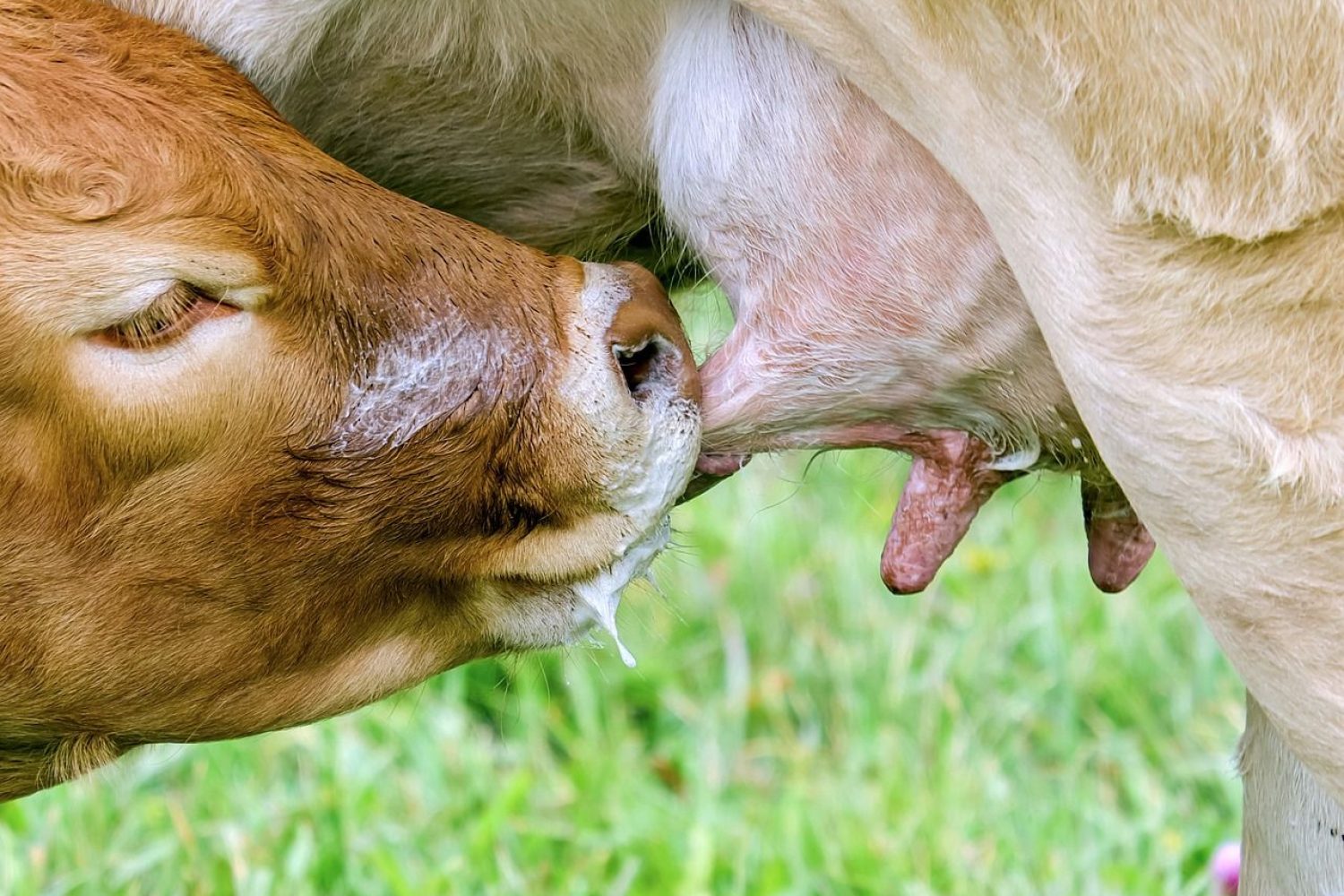 mamando leche