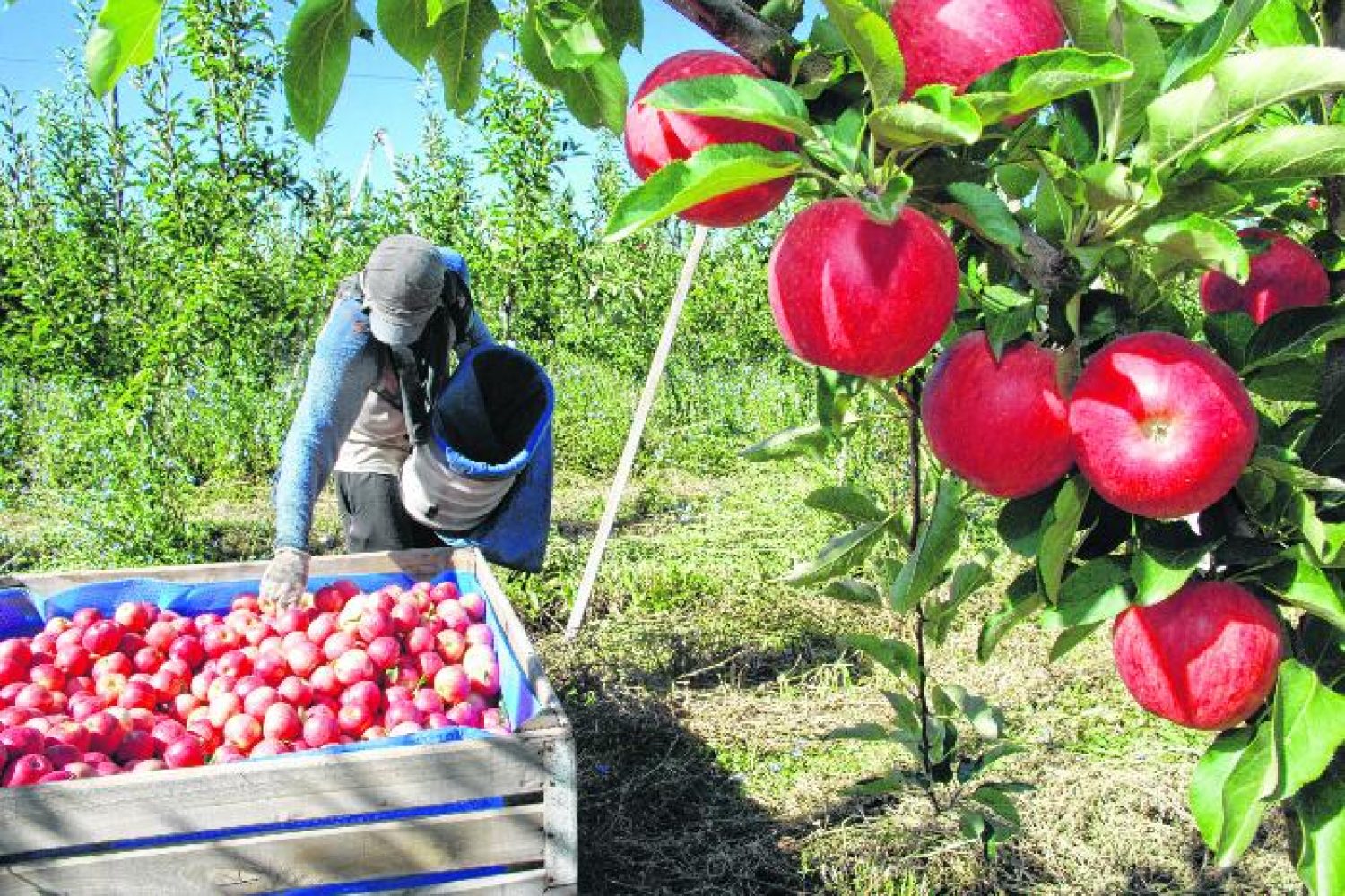 COSECHA DE MANZANAS RED GALA.